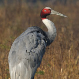 Sarus crane (grus antiogone), Bharatpur, India, December 2009