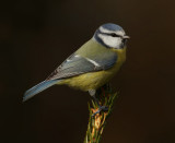 Blue tit (cyanistes caeruleus), Ayer, Switzerland, October 2010