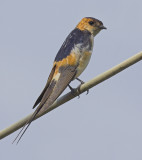 Red-rumped swallow (cecropis daurica), Dimitsana, Greece, September 2006