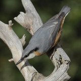 Nuthatch (sitta europaea), Ayer, Switzerland, October 2010