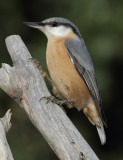 Nuthatch (sitta europaea), Ayer, Switzerland, October 2010
