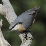 Nuthatch (sitta europaea), Ayer, Switzerland, October 2010