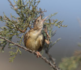 Zitting cisticola (cisticola juncidis), Gialova, Greece, September 2006