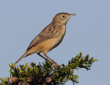 Zitting cisticola (cisticola juncidis), Gialova, Greece, September 2010