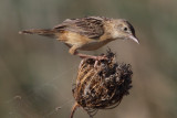 Zitting cisticola (cisticola juncidis), Gialova, Greece, September 2010