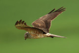 Montagus harrier, Grancy, Switzerland, May 2010