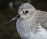  Dunlin (calidris alpina), Morges, Switzerland, November 2010