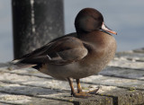 Pintail x red-crested pochard (netta rufina x anas acuta), Morges, Switzerland, November 2010