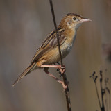 Zitting cisticola (cisticola juncidis), Gialova, Greece, September 2010
