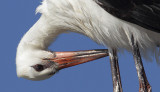 White stork (ciconia ciconia), Gialova, Grece, August 2010
