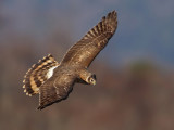 Hen harrier (circus cyaneus), Grancy, Switzerland, November 2010