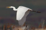 Great white egret (ardea alba), Champ-Pittet, Switzerland, November 2010