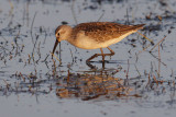  Curlew sandpiper (calidris ferruginea), Gialova, Greece, August 2010