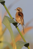 Penduline tit (remiz pendulinus), Gialova, September 2010