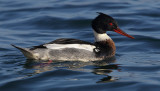 Red-breasted merganser (mergus serrator), Saint-Prex, Switzerland, November 2010