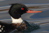 Red-breasted merganser (mergus serrator), Saint-Prex, Switzerland, November 2010