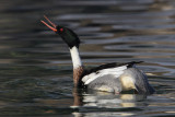 Red-breasted merganser (mergus serrator), Saint-Prex, Switzerland, November 2010