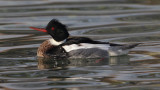 Red-breasted merganser (mergus serrator), Saint-Prex, Switzerland, November 2010