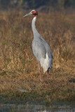 Sarus crane (grus antiogone), Bharatpur, India, December 2009