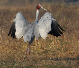 Sarus crane (grus antiogone), Bharatpur, India, December 2009