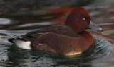 Ferruginous duck (aythya nyroca), Morges, Switzerland, November 2010