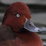 Ferruginous duck (aythya nyroca), Morges, Switzerland, November 2010