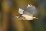 Indian pond heron (ardeola grayii), Allepey, India, January 2010