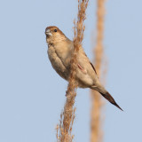 Indian silverbill or white-throated munia (euodice malabarica), Bharatpur, India, December 2009