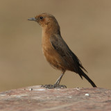 Brown rock chat or indian chat (cercomela fusca), Bund Baretha, India, December 2009