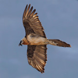 Bearded vulture (gypaetus barbatus), Wiler, Switzerland, January 2011