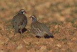 Red-legged partridge (alectoris rufa), Bonete, Spain, January 2011