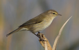 Common chiffchaff (phylloscopus collybita), Elche, Spain, January 2011