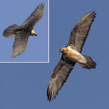 Bearded vulture (gypaetus barbatus), Wiler, Switzerland, January 2011