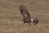 Hen harrier (circus cyaneus), Grandcour, Switzerland, February 2011