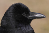 Carrion crow (corvus corone), Lausanne, Switzerland, February 2011