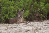 Iberian lynx (lynx pardinus), near El Rocío.