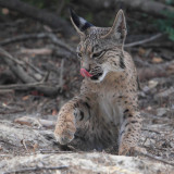 Iberian lynx (lynx pardinus), near El Roco.