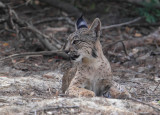Iberian lynx (lynx pardinus), near El Roco.