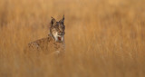 Iberian lynx (lynx pardinus), Doana.