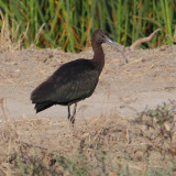 Glossy ibis (plegadis falcinellus), Doñana, Spain, August 2012