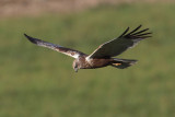Marsh harrier (circus aeruginosus), Grancy, Switzerland, September 2012
