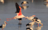 Greater flamingo (phoenicopterus roseus), Dehesa de Abajo, Spain, September 2012
