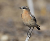 Northern wheatear (oenanthe oenanthe), Grancy, Switzerland, October 2012