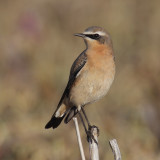 Northern wheatear (oenanthe oenanthe), Grancy, Switzerland, October 2012
