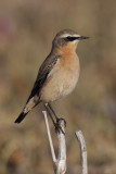 Northern wheatear (oenanthe oenanthe), Grancy, Switzerland, October 2012