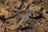 Common starling (sturnus vulgaris), Echandens, Switzerland, October 2012