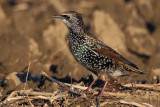 Common starling (sturnus vulgaris), Echandens, Switzerland, October 2012