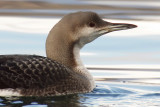 Black-throated diver, Quai de Cologny, Switzerland, February 2008