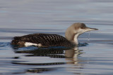 Black-throated diver, Quai de Cologny, Switzerland, February 2008