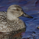 Common teal (anas crecca), Yverdon, Switzerland, February 2008